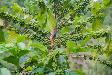 Coffee tree, Coffee tree from Thailand country