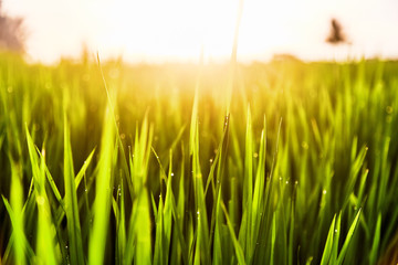 Drops of dew on the grass at sunset light of the sun. 