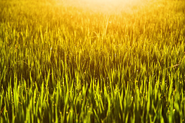 Drops of dew on the grass at sunset light of the sun. 