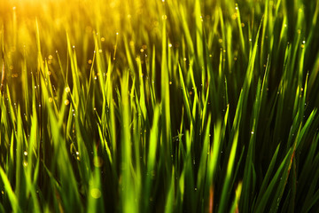 Drops of dew on the grass at sunset light of the sun. 
