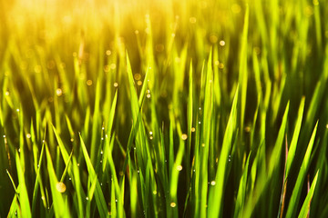 Drops of dew on the grass at sunset light of the sun. 