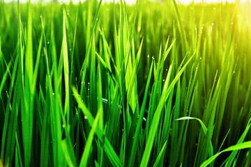 Drops of dew on the grass at sunset light of the sun. 