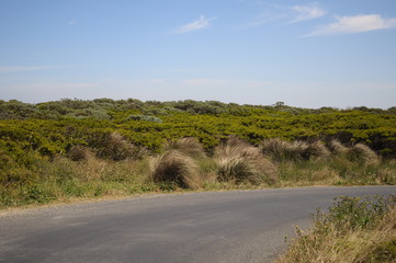 road in field