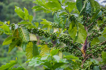 Coffee tree, Coffee tree from Thailand country