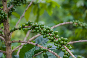 Coffee tree, Coffee tree from Thailand country