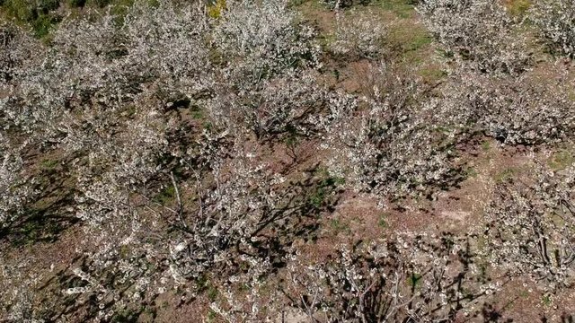 Valley of Jerte cherry trees in flower