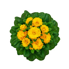 Primula Belarina flower, close up. Double Primrose yellow bloom var. Spring Flirt, isolated on white 