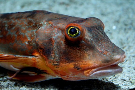 close-up of a Chelidonichthys lucerna on the seabed