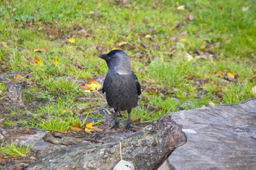 rook on grass