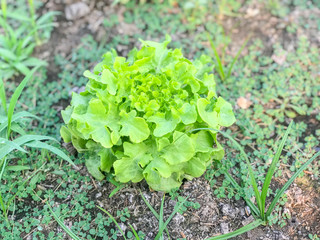 organic green oak lettuce plant on ground