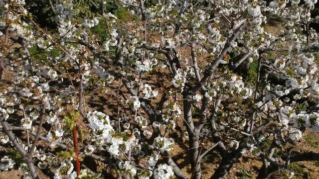 Valley of Jerte cherry trees in flower