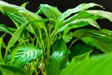 Fototapeta na wymiar Spathiphyllum,green leaves with dew on a black background