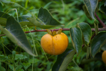 Persimmons tree, Persimmons tree from Thailand country