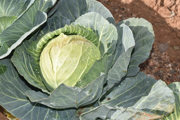  Arizona green cabbage ready for harvesting.
