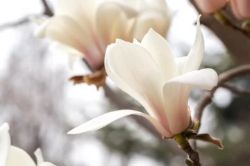 Poster White magnolia flower. © ddukang