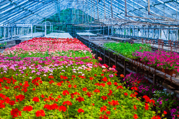 Greenhouse with red and pink flower shoots for flower beds