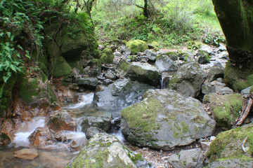 Naklejka na ściany i meble Magical Scenic Creek Flowing Through Mountain After Rain Storm