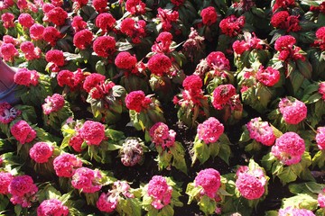 Field of pink flowers