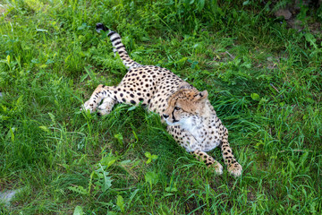 Cheetah standing in the grass