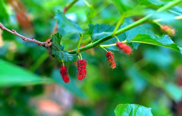  Fresh red mulberry fruit Planted in the garden