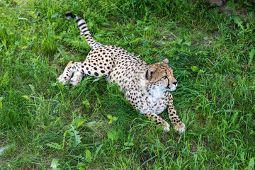 Cheetah standing in the grass