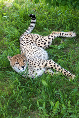 Cheetah standing in the grass
