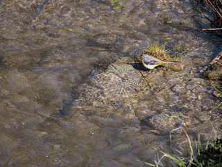 Bergeronnette, eau & soleil