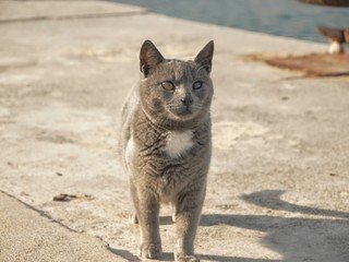 Dziki kot w porcie w Pireusie