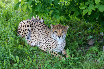Cheetah standing in the grass
