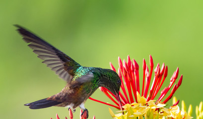 Colorful photo of a glittering Copper-rumped hummingbird, Amazilia tobaci, feeding on an Ixora hedge with red and yellow flowers.