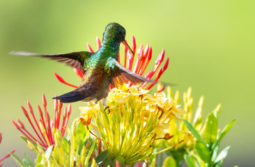 Copper-rumped hummingbird feeding on the Ixora hedge.
