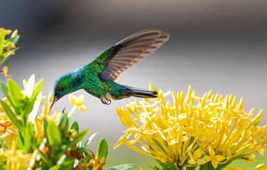 Blue-chinned Sapphire hummingbird feeding on an Ixora hedge. © Chelsea Sampson