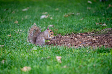 Squirrel in the grass