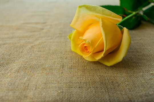 one yellow rose