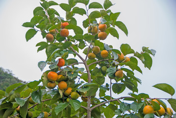 Persimmons tree, Persimmons tree from Thailand country