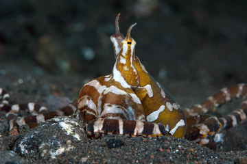 Amazing underwater world - Wunderpus octopus - Wunderpus photogenicus. Diving and underwater photography. Tulamben, Bali, Indonesai.