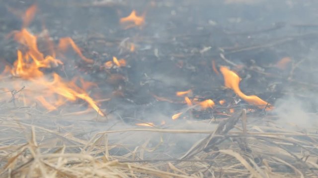 Dangerous wild fire in nature, burns dry grass. Burnt black grass in a forest glade