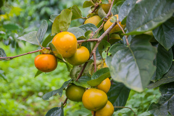 Persimmons tree, Persimmons tree from Thailand country