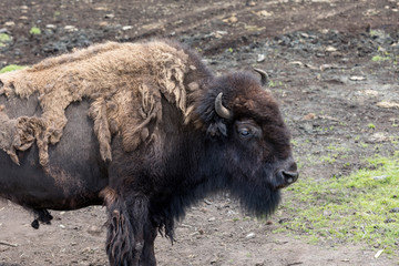 Bison (Buffalo)