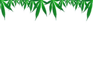  Hemp green marijuana leaves on top White background