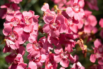 Cluster of Pinks