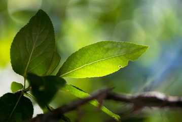 Fototapeta na wymiar Green Leaf Closeup with Varigated Background