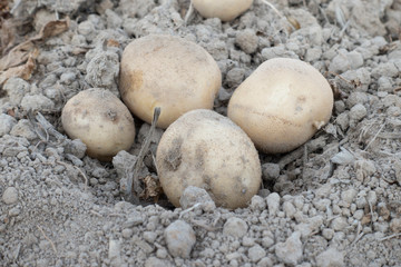 Potatoes on field
