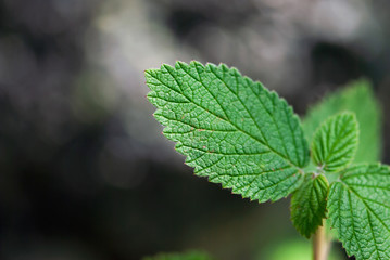 Fototapeta na wymiar Textured Leaf Closeup
