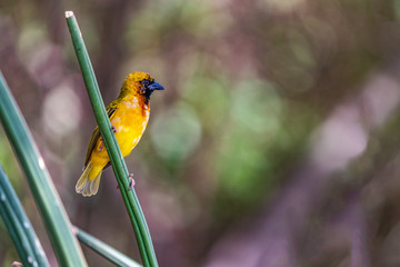 Northern Masked Weaver Bird, Lake Baringo, Kenya. A breeding male songbird. Black facial mask is edged chestnut, merging to bright yellow on hind crown, sides of the neck and underparts. Pink feet.