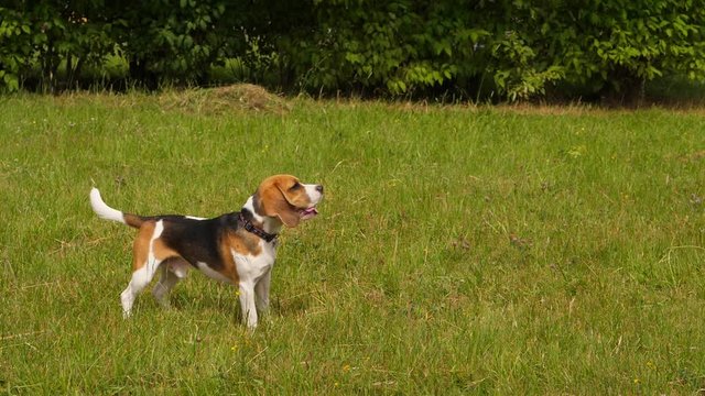 Young beagle speak something, rise muzzle up and howl, green grass around, sunny summer weather. Slow motion full length shot of dog standing outdoors and crying once