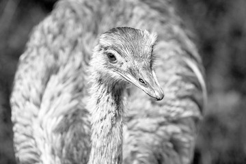 Black and White Rhea Bird