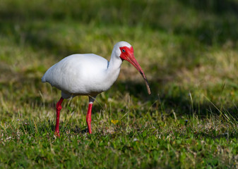 American White Ibis Foraging on the Grass