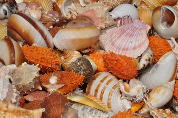 Muscheln