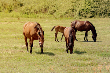 Herd of horses grazing on a mountain meadow (Epirus, Greece)